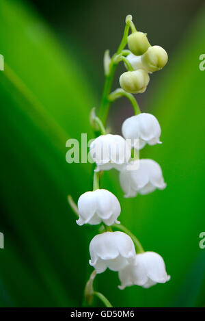 (Convallaria majalis Maigloeckchen /) Banque D'Images