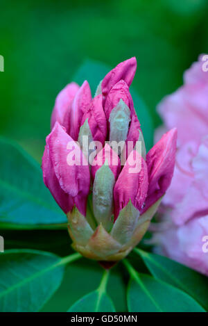 Rhododendron 'Pink Pearl', aufgehende Bluete / (Rhododendron griffithianum hybride) Banque D'Images