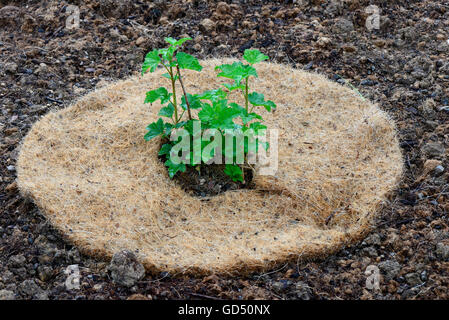 Rote Johannisbeere mit Jungpflanze, Abdeckung, Schutz vor, Austrocknung Sorte Fays Fruchtbare, Fays, prolifique Fays Neue Rote (Ribes rubrum) Banque D'Images