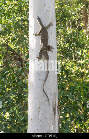 Goanna australienne ou moniteur de dentelle grimpant l'eucalyptus dans le nord du Queensland, en Australie Banque D'Images