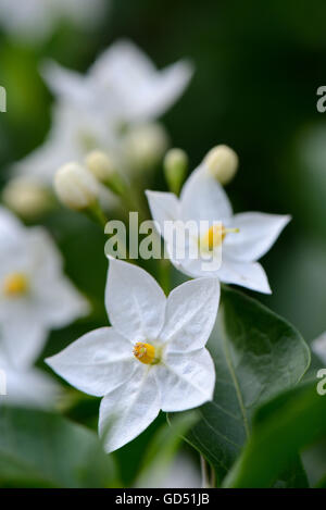 Solanum jasminoides, Jasminaehnlicher Nachtschatten Banque D'Images