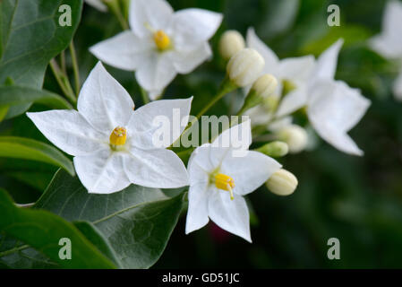 Solanum jasminoides, Jasminaehnlicher Nachtschatten Banque D'Images