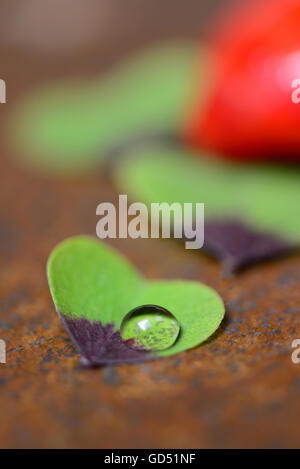 Vierblaettriges Kleeblatt mit Wassertropfen und rote Herzen, Oxalis deppei Banque D'Images