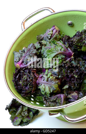 Les choux fleurs en Kohlroeschen Kohlröschen Sieb,,,, Blumensprossen Gruenkohl Rosenkohl und Kreuzung aus Banque D'Images