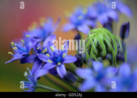 Peruanischer Blaustern, Scilla peruviana Banque D'Images