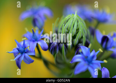 Peruanischer Blaustern, Scilla peruviana Banque D'Images