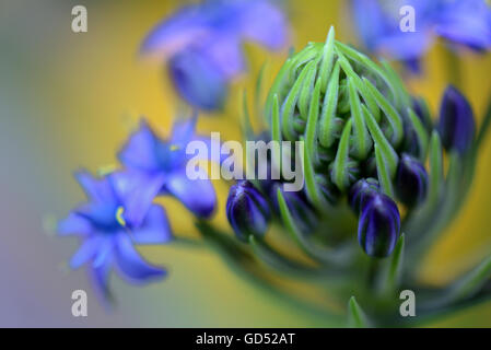 Peruanischer Blaustern, Scilla peruviana Banque D'Images