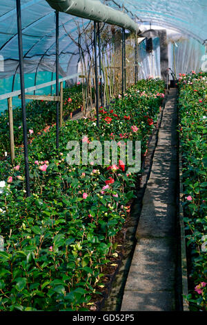 Les émissions de camélias, Tessin, Suisse / (Camellia japonica) Banque D'Images