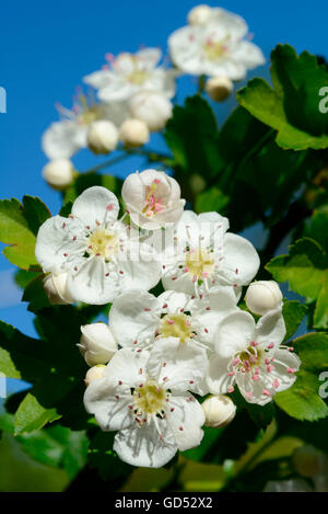 Aubépine commune / (Crataegus monogyna) Banque D'Images