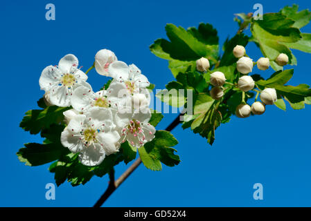 Aubépine commune / (Crataegus monogyna) Banque D'Images