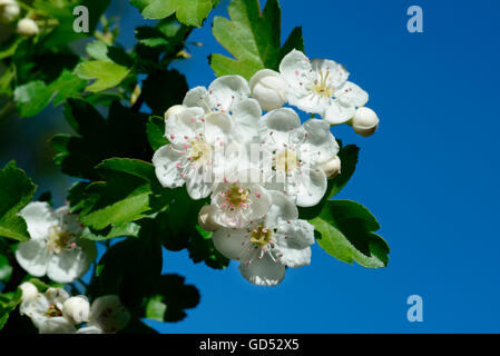 Aubépine commune / (Crataegus monogyna) Banque D'Images