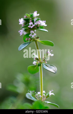 Le thym citron, variété, Thymus citriodorus Silver Queen Banque D'Images