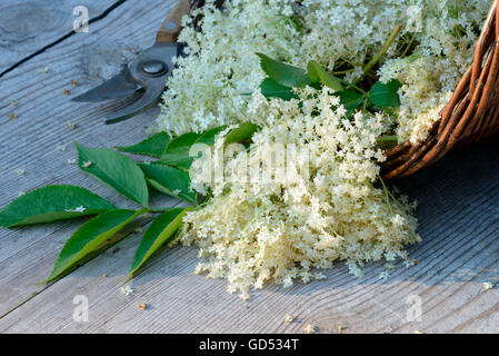 Aîné commun fleurit dans le panier, Sambucus nigra Banque D'Images