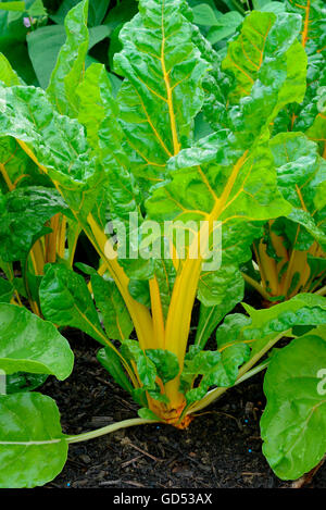 La betterave, la feuille d'Or jaune vif/Divers / (Beta vulgaris var. cicla flavescens) Banque D'Images