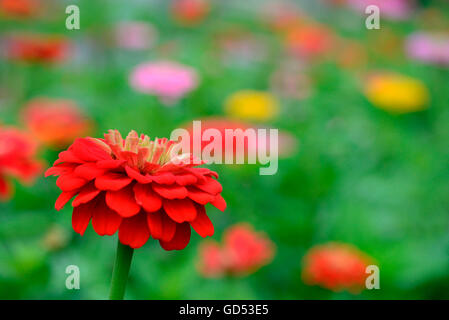 Zinnia Zinnia (commune / elegans) Banque D'Images