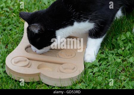 Katze sucht Futter im Beschaeftigungsspiel Beschaeftigung Intelligenzspielzeug,, Banque D'Images