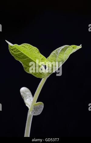 Bohne, Keimling / (Phaseolus vulgaris), Bohnensaemling, Keimblatt Banque D'Images