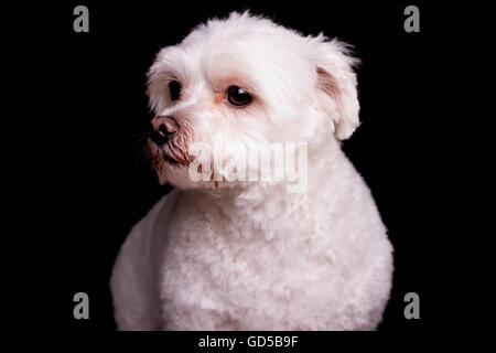 Caniche blanc sur fond noir à la recherche de la maladie Banque D'Images