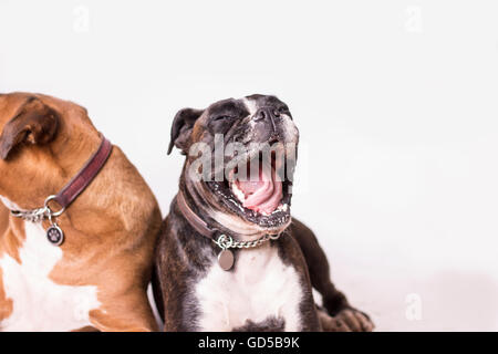 Deux chiens boxer avec un bâillement Banque D'Images