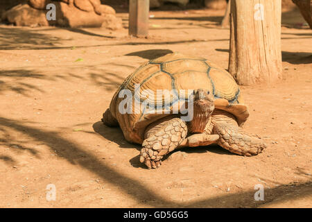 Tortue sillonnée Tortue sulcata ou (Geochelone sulcata) Banque D'Images