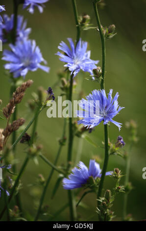 Chicorée commune, Cichorium intybus fleurs. Banque D'Images