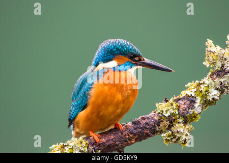 Les femelles de la Kingfisher (Alcedo atthis) perché sur une branche couverte de lichen pour chasser le poisson épinoche Banque D'Images