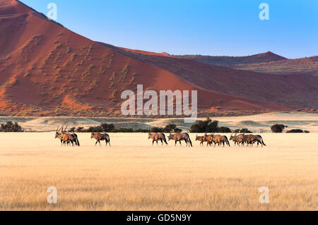 Troupeau d'Oryx à Sossusvlei, Namibie Banque D'Images