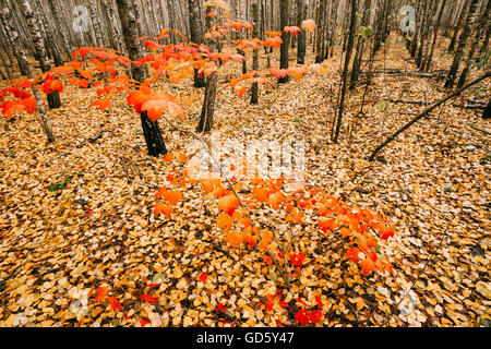 Jeune arbre grandit dans l'érable Birch Grove. Avec l'érable Feuilles rouges sur fond de le sol jonché de feuilles jaunes dans Autu Banque D'Images