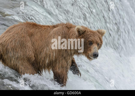 Pêcher le saumon de l'ours grizzli en haut d'une cascade, Brook Falls, Alaska Banque D'Images