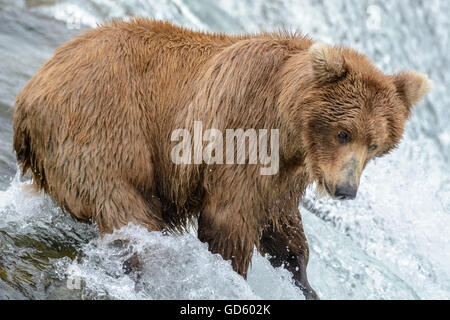 Pêcher le saumon de l'ours grizzli en haut d'une cascade, Brook Falls, Alaska Banque D'Images