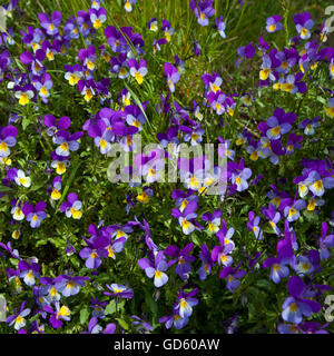 Viola Tricolor wildflowers connu comme Heartsease, Islande Banque D'Images