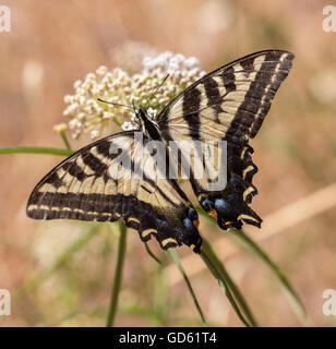 Western Tiger Papilio rutulus) nourris d'asclépiades plante. Banque D'Images