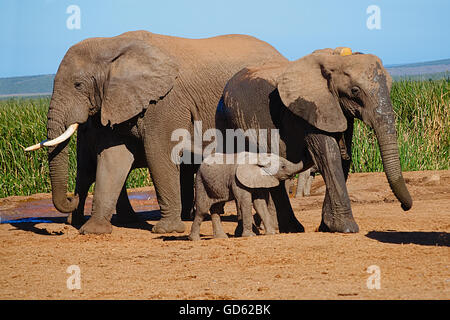 Troupeau d'éléphant africain avec bébé suckling, grand mâle avec tusk Banque D'Images