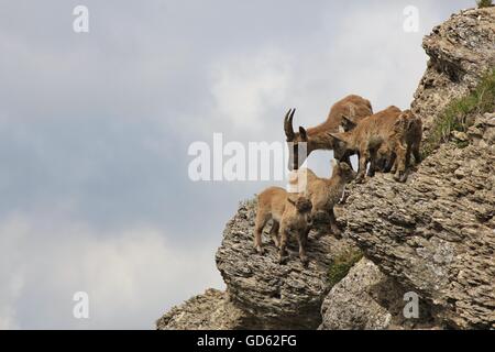 Bouquetin des Alpes avec des bébés de sexe féminin. Animal sauvage vivant là-haut, dans les Alpes. Banque D'Images