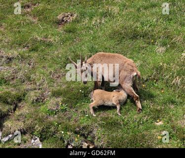 De rares animaux sauvages vivant dans les Alpes. Bouquetin des Alpes femelle allaiter son bébé. Banque D'Images