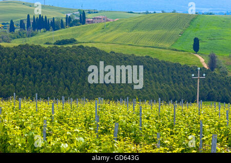 Vignes, paysage de Toscane, près de Asciano, Province de Sienne, Crete Senesi, Toscane, Italie Banque D'Images