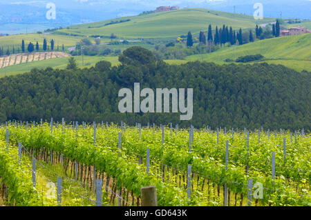 Vignes, paysage de Toscane, près de Asciano, Province de Sienne, Crete Senesi, Toscane, Italie Banque D'Images