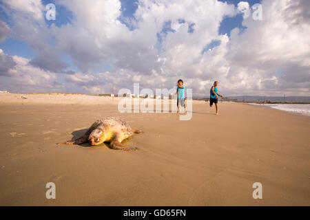 Mort d'une tortue de mer loggerhead (Caretta caretta), échoué sur une plage de la Méditerranée. Photographié en Israël en Avril Banque D'Images