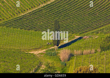 San Gimignano, vignobles, Toscane, Italie, Province de Sienne, Site du patrimoine mondial de l'UNESCO, de l'Europe Banque D'Images