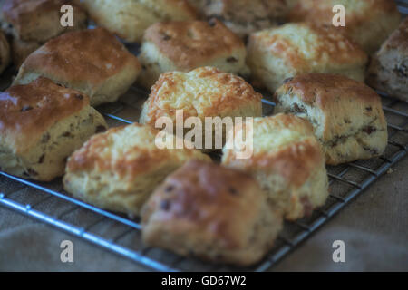 Des scones fraîchement cuits au four sur une grille de refroidissement Banque D'Images