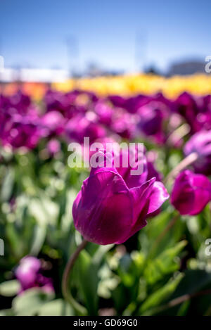 Beau printemps tulipe violette fraîche à l'extérieur sur une ferme de plus en plus prêts pour la coupe d'art floral, Close up selective focus on a tr Banque D'Images