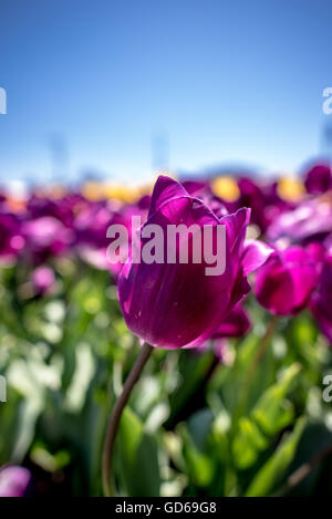 Tulip violet frais à l'extérieur, dans un jardin de plus en plus l'affichage, sous un ciel bleu ensoleillé symbolique de printemps et le changement des saisons Banque D'Images