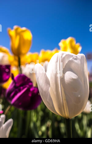 Close up selective focus sur une tulipe blanche dans un parterre de fleurs de mauve et orange à l'arrière-plan sous un ciel bleu ensoleillé Banque D'Images