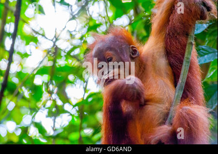 Orang-outan de Sumatra protégées swinging sur un arbre à Bukit Lawang ombrophile de Sumatra, Indonésie Banque D'Images