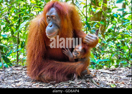 Portrait d'une mère avec son bébé orang-outan de Sumatra à Bukit Lawang forêt tropicale de l'Indonésie Banque D'Images