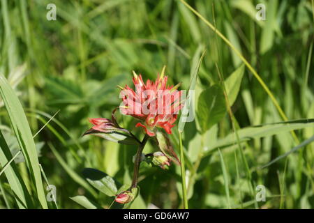 Indian paintbrush, Yellowstone National Park Banque D'Images