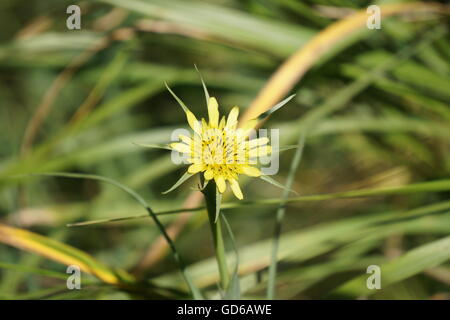 Lumineux jaune fleur de salsifis, Yellowstone National Park Banque D'Images