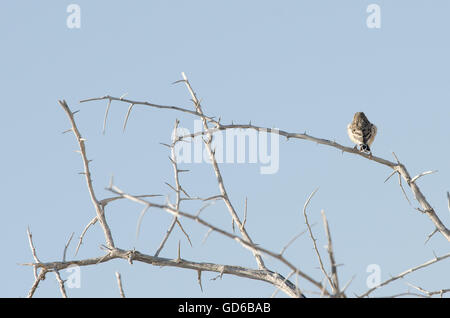 White-browed Sparrow-Weaver en Namibie Banque D'Images