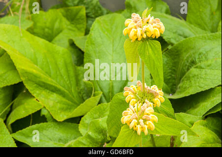 Image couleur paysages détaillés d'un Baptisia australis, sage turc en fleurs vivaces photographié au milieu de l'été Banque D'Images