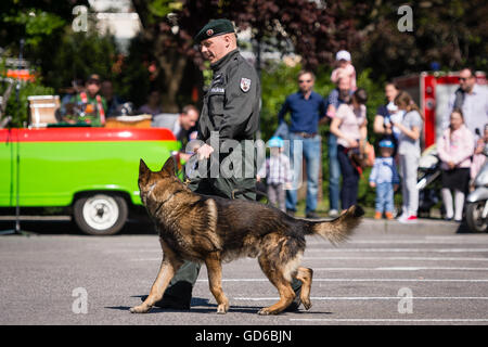 PEZINOK, SLOVAQUIE - 8 mai 2016 : démonstration de compétences des chiens policiers formés dans la région de Trnava, Slovaquie Banque D'Images